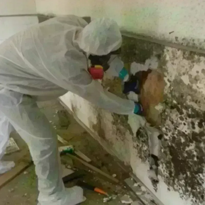 Mold Remediation and Removal in Allen County, KS